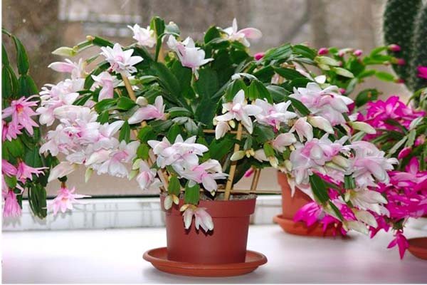 indoor flowers blooming all year round - Decembrist