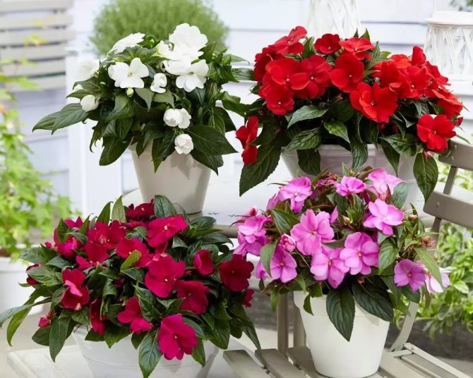 Indoor flowers blooming all year round
