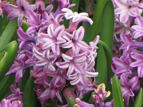 Inomhus blommor som blommar på vintern, hyacinter