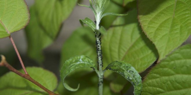 Ang panloob o panloob na aphids ay maaaring itim, berde, pula o puti ang kulay.