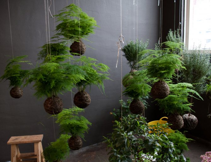Indoor ferns in hanging pots