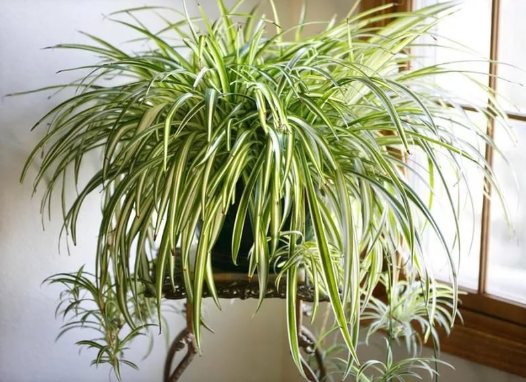 نباتات داخلية لتنقية الهواء كلوروفيتوم