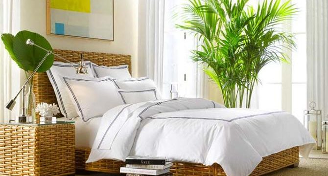 نباتات داخلية لغرفة النوم: أيهما أفضل ، نصائح