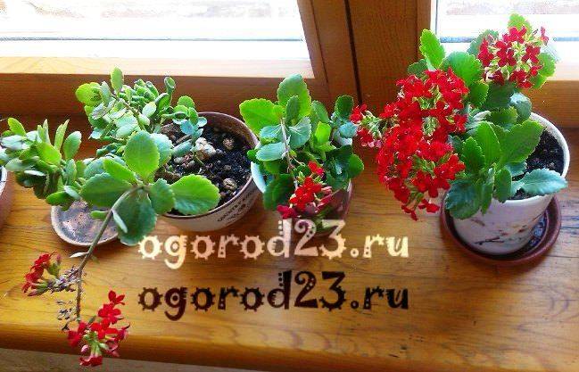 pokojové rostliny, které nelze chovat doma - fotografie a jména 26