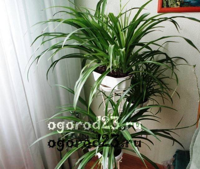 indoor plants that cannot be kept at home - photos and names 28