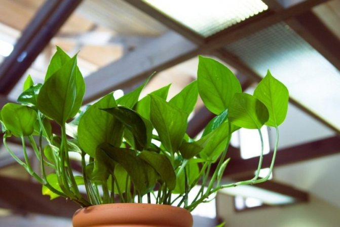indoor plants are not demanding on lighting