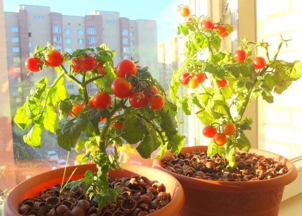 indoor tomato varieties