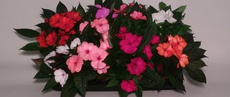 Indoor Balsam - Pflegetipps für Anfänger Floristen