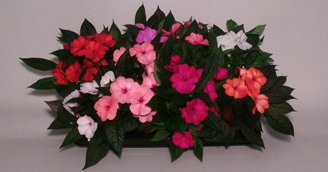 Balsam Dalaman - Petua Penjagaan untuk Kedai Bunga Permulaan