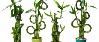 Indoor bamboo: photo, description, planting, care and reproduction