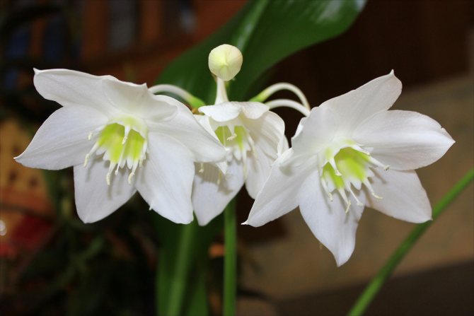 Indoor eucharis: 4 ways to take care of the plant