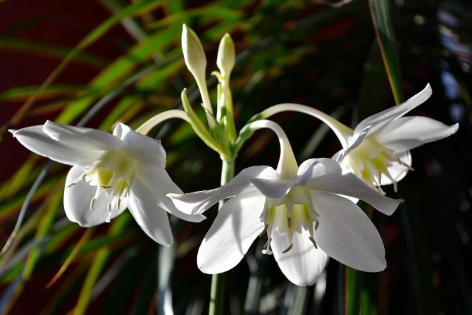Indoor eucharis: 4 ways to take care of the plant