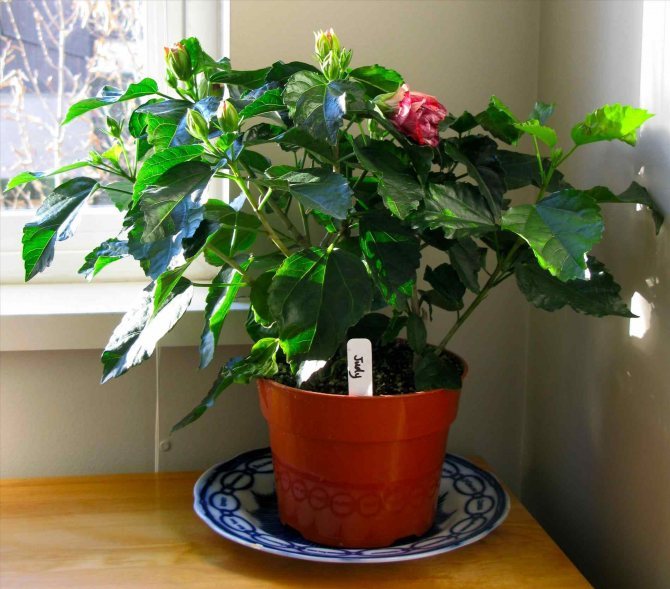indoor hibiscus in a pot