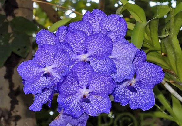 Вътрешна хибридна орхидея ванда