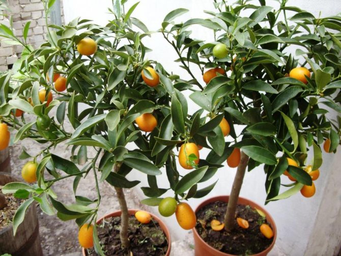 kumquat de interior