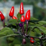 Potted peppers - home care