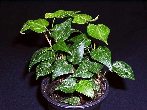 Indoor ivy