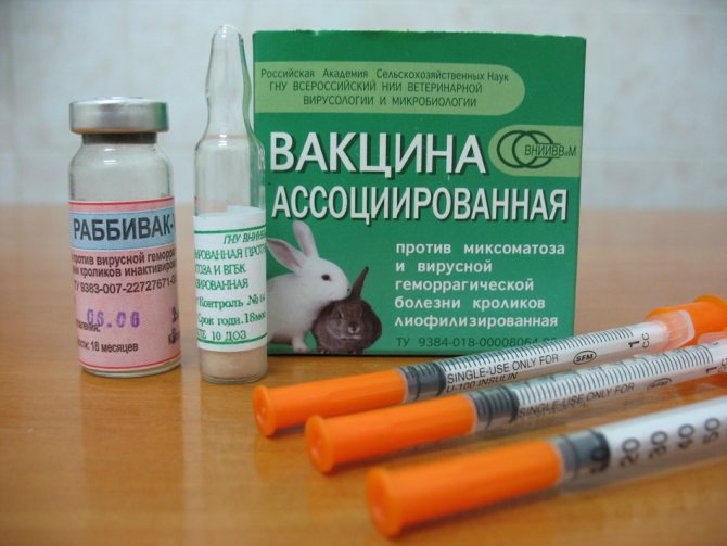 Vaksin kompleks untuk arnab hiasan