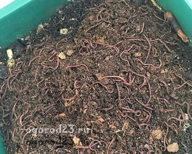 compost worm for the production of vermicompost
