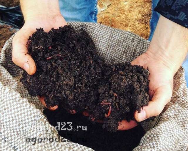 kompostmask hur man odlar