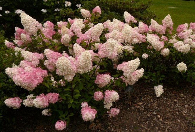 compositions with hydrangea in landscape design