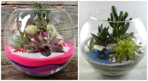 Compositions with succulents