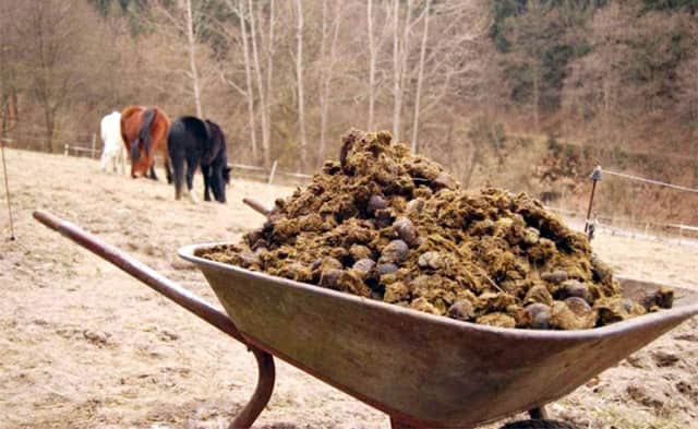 horse manure with sawdust