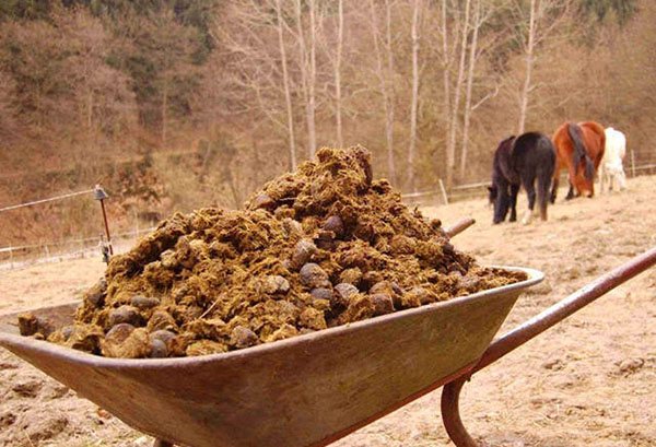 Horse dung