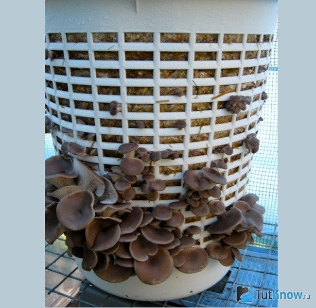 Mushroom container