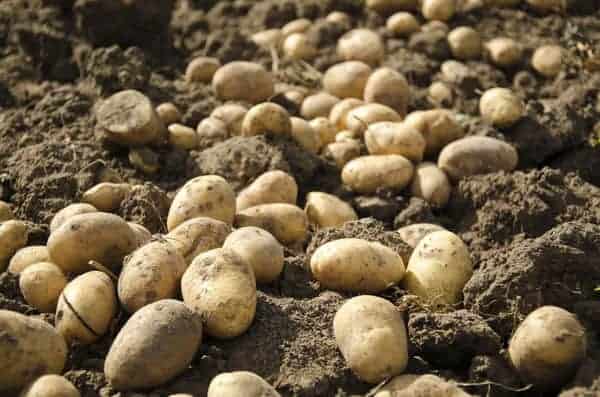 Anda perlu menggali kentang dalam cuaca kering.