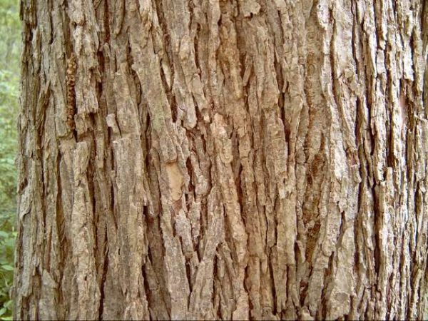 The bark has healing properties.