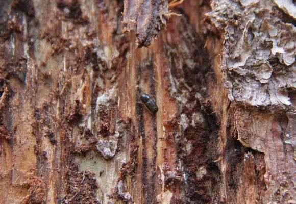 Apple tree bark affected by bark beetle