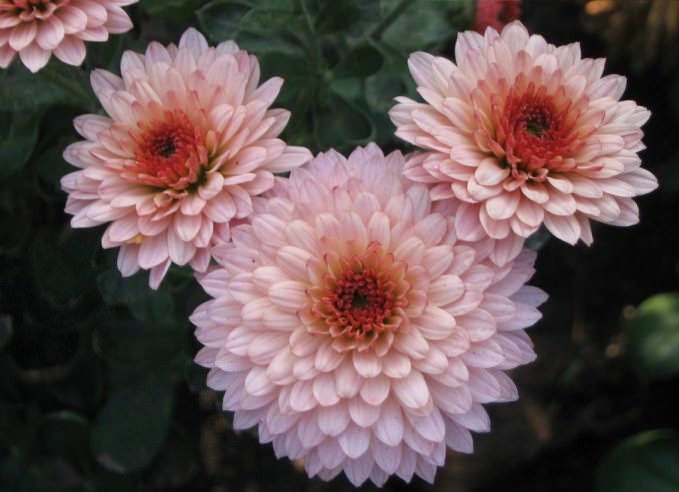 Korean chrysanthemums compare favorably with large-flowered varieties in their ability to endure cold winters in the open field