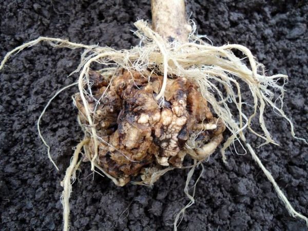 Cabbage root affected by Keela disease