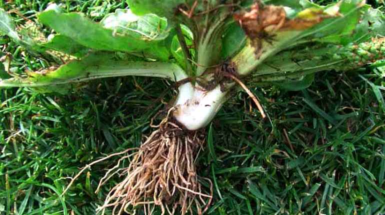 Plantain root