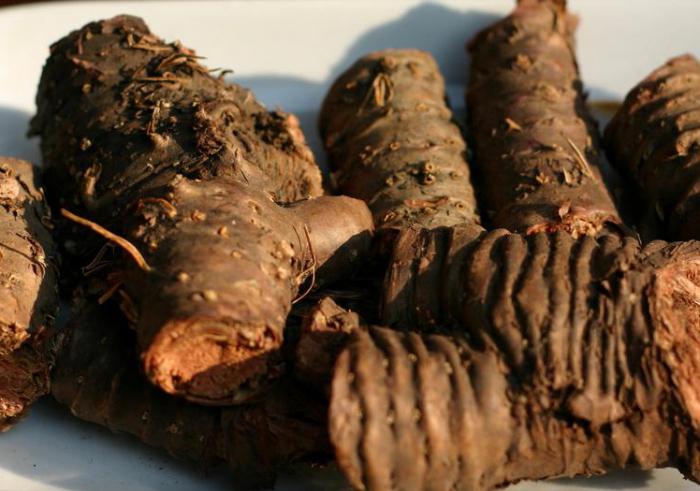 rhodiola root rose gold root