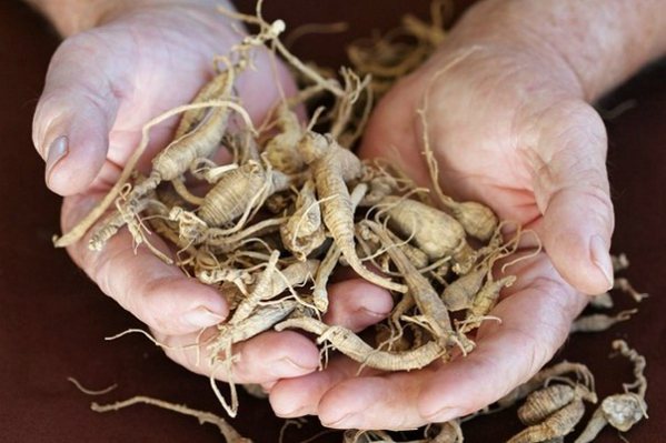 Sage root används för att förbereda olika avkok och infusioner.