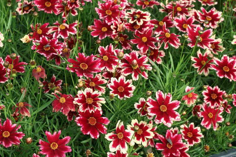 Coreopsis ruby ​​frost снимка на Coreopsis ruby ​​frost
