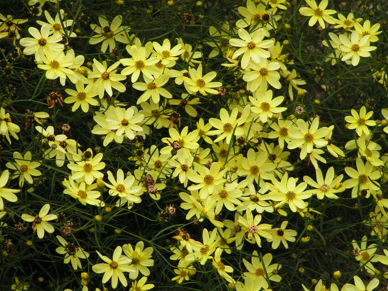 Coreopsis yellow moonbeam photo