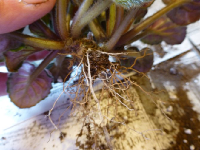 violet roots
