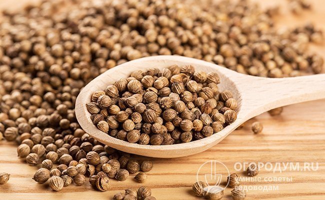 Coriander has a long shelf life and is actively used in cooking to add a special spicy flavor to dishes.