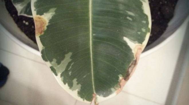 Brown spots on the leaves