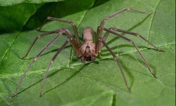 يمكن أن يكون عنكبوت الناسك البني خطيرًا بشكل خاص على الأطفال: العلم ...
