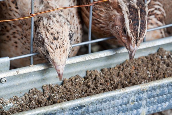 DIY quail food: a recipe at home (composition)