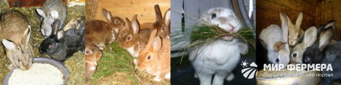 Krmivo pro králíky
