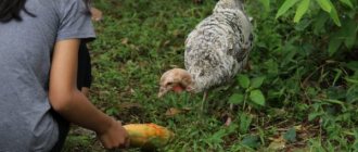 Хранене на пуйки у дома - как да си направим диета