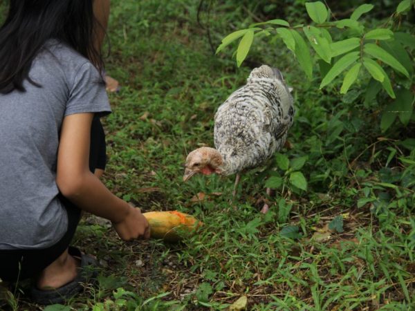 Ang pagpapakain ng mga turkey sa bahay - kung paano gumawa ng diyeta