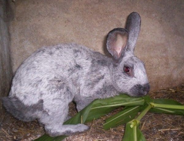 Att mata kaniner hemma är inte komplett utan hö och grenar av olika träd.