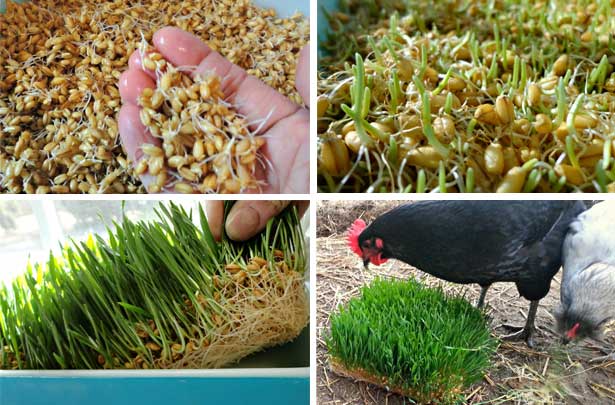 Feeding chickens with sprouted grain