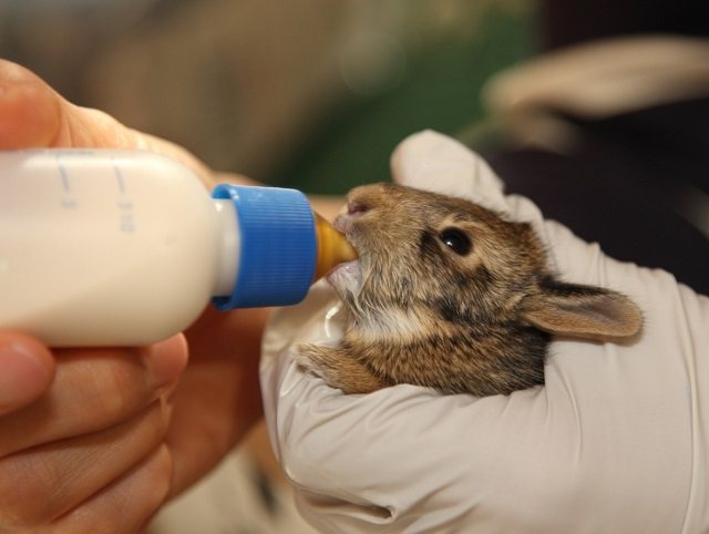 Füttern Sie Ihr kleines Kaninchen mit einer künstlichen Brustwarze